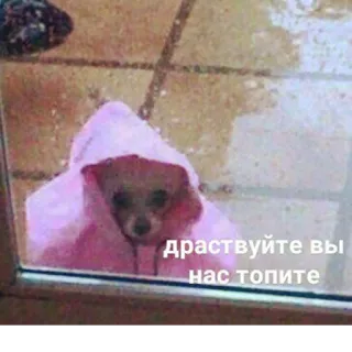 😓 здравствуйте вы нас топите pies, deszcz, śmieszne, zwierzę, chihuahua, smutny telegram sticker