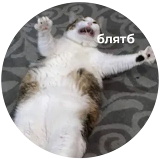 🤯 блять кот, русский мат, выражение, животное telegram sticker