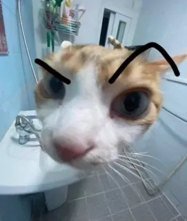 🤨 cat, pet, animal, meme, funny, angry, eyebrows telegram sticker