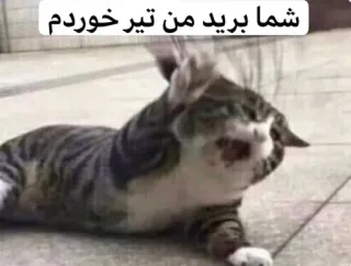 😫 شما برید من تیر خوردم แมว, ตลก, สัตว์, มีม, ข้อความ, เปอร์เซีย, บาดเจ็บ telegram sticker