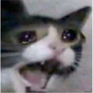 😢 kot, płacz, mem, zwierzę, zwierzę domowe telegram sticker