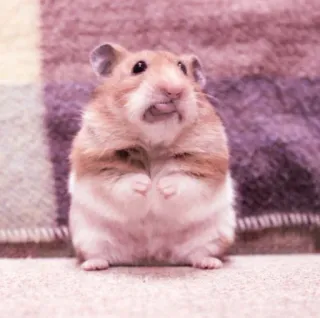 🤏 hamster, rodent, animal, cute, pet telegram sticker