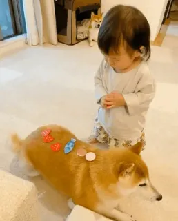 🐕 개, 아이, 스티커, 실내, 애완동물, 가족 whatsapp sticker