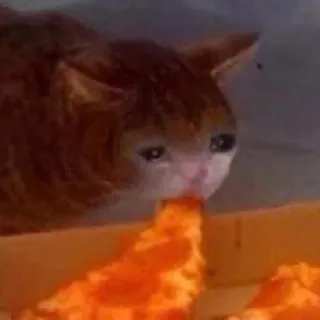 💧 Katze, Pizza, traurig, weinend, kotzend telegram sticker