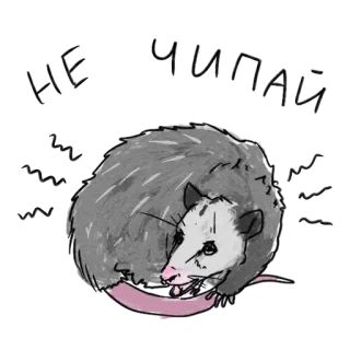 😡 opossum, binatang, satwa liar, marsupial, imut telegram sticker