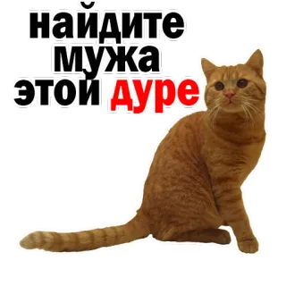😳 найдите мужа этой ДУРЕ gato, engraçado, meme, russo, animal de estimação, animal whatsapp sticker