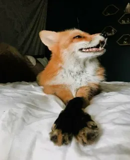 🦊 fox, animal, bed, lying down, orange telegram sticker