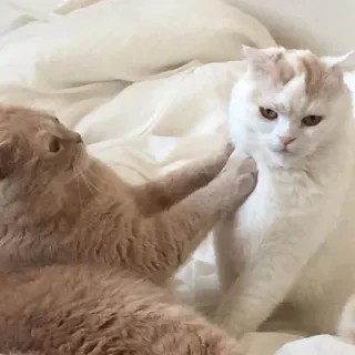 💓 gatto, gattino, animale, animale domestico, carino, gatto domestico, felino telegram sticker