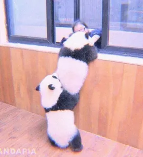 🍣 ANDARIA panda, carino, animale, arrampicata, divertente telegram sticker