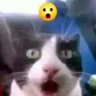 😲 whatsapp sticker