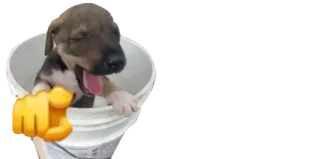 😂 puppy, dog, pointer, bucket, animal, cute telegram sticker