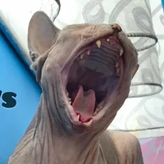 😫 gatto, sphynx, sbadiglio, animale, animale domestico telegram sticker