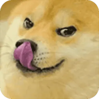 😝 Doge dog, meme, animal, pet, cute, funny telegram sticker