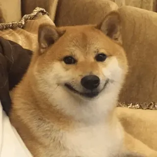 🐕 Shiba Inu perro, shiba inu, meme, animal, mascota, lindo, sonriendo whatsapp sticker
