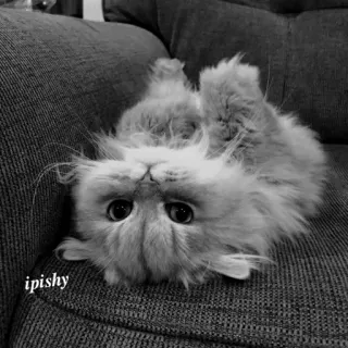 🕸 ipishy 猫, 宠物, 动物, 可爱, 毛茸茸, 小猫 telegram sticker
