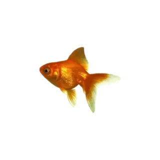 🐡 ปลา, ปลาทอง, สัตว์, สัตว์เลี้ยง, สัตว์น้ำ telegram sticker