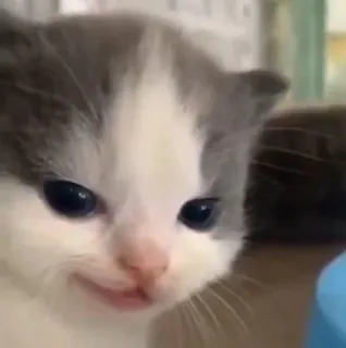 🤍 gatinho, gato, fofo, animal, animal de estimação, felino telegram sticker