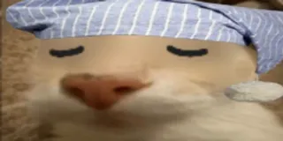 😴 schläfrig, Hamster, süß, Tier, schlafend telegram sticker