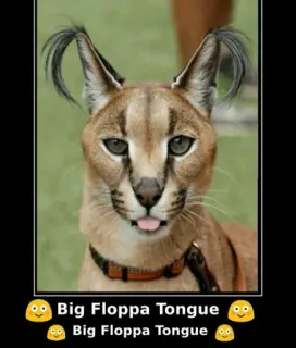 🐱 Big Floppa Big Floppa Tongue
Big Floppa Tongue Katze, Floppa, Karakal, Meme, Zunge telegram sticker