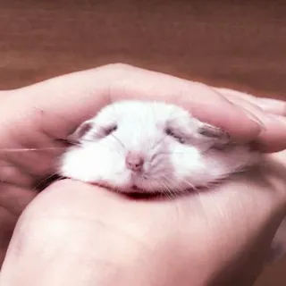 🤏 hamster, pet, cute, animal, rodent, small, white telegram sticker