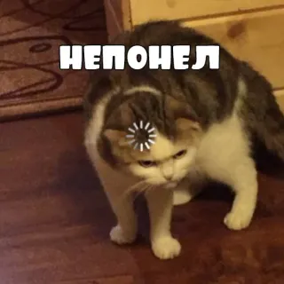 🤖 НЕПОНЕЛ кот, смешной, в замешательстве, животное, мем telegram sticker