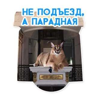 🏠 НЕ ПОДЪЕЗД, А ПАРАДНАЯ kot, zwierzę, Floppa, mem telegram sticker