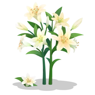 💐 flower, lily, floral, plant, white flower, bouquet telegram sticker
