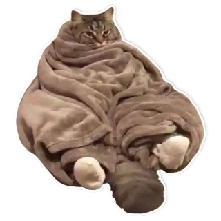 ❄️ gato, manta, lindo, animal, meme, mascota, acogedor telegram sticker