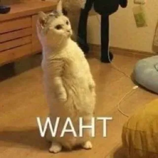 😳 WAHT кот, что, мем, смешной, животное, стоящий кот telegram sticker