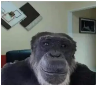 😶 ape, primate, animal, gorilla, mammal telegram sticker