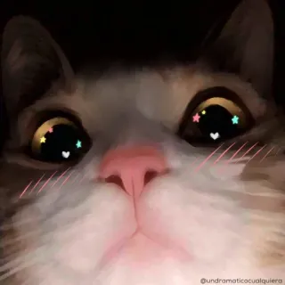 🌟 gato, lindo, animal, ojos, estrellas, corazones, kawaii telegram sticker