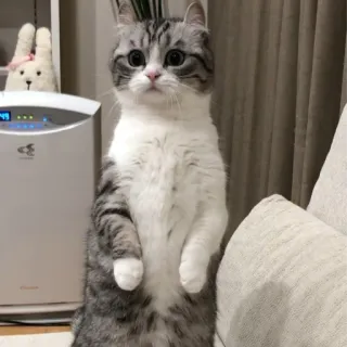 😳 cat, cute, animal, kitten, domestic whatsapp sticker