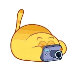 📸 cat, camera, photography, animal, cute, sticker telegram sticker