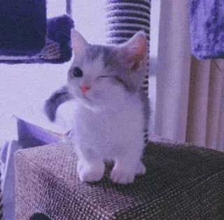 🐈 kucing, anak kucing, imut, hewan peliharaan, hewan, mengedipkan mata telegram sticker