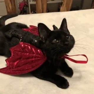 ☺️ gatto, gattino, gatto nero, ali, diavolo, animale domestico, animale telegram sticker