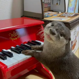 🦦 nutria, animal, piano, lindo, juguetón, música telegram sticker