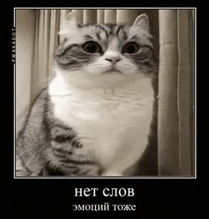 😐 нет слов
эмоций тоже gato, meme, engraçado, animal, animal de estimação, russo telegram sticker