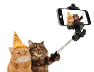 🤳 chat, selfie, téléphone, chapeau de fête, animaux, chaton, animal de compagnie, perche à selfie telegram sticker