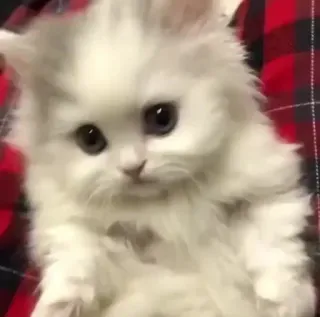 🐱 kitten, cat, white, fluffy, cute, animal, pet whatsapp sticker