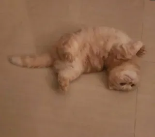 🥰 кот, животное, питомец, домашнее животное, милый, смешной, лежащий telegram sticker