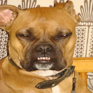 🐶 perro, animal, retrato, divertido, meme, mascota telegram sticker