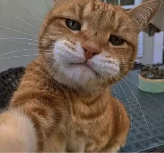 👀 cat, animal, pet, orange cat, selfie, meme telegram sticker