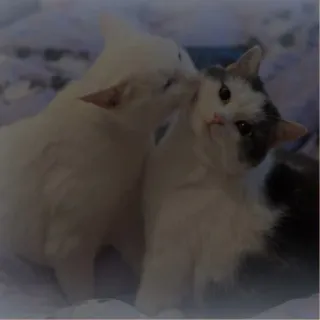 💗 kat, dier, huisdier, tam, katachtig telegram sticker