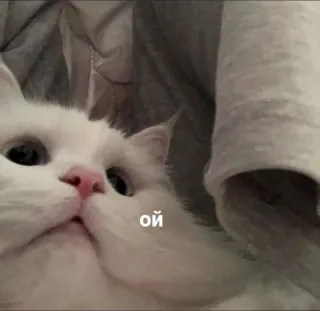 🤭 ой chat, chat blanc, mignon, animal, animal de compagnie, russe whatsapp sticker