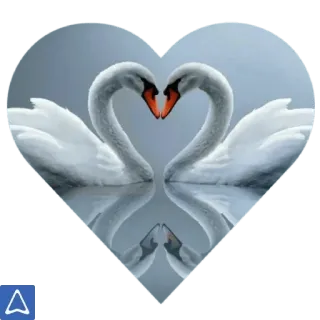 ❤ หงส์, หัวใจ, ความรัก, นก, ภาพสะท้อน, น้ำ, ความรักโรแมนติก telegram sticker