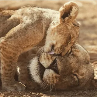 👅 львы, животные, дикая природа, львята, нежный telegram sticker