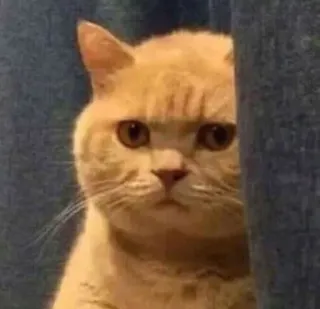 😐 cat, animal, pet, meme, funny, cute telegram sticker
