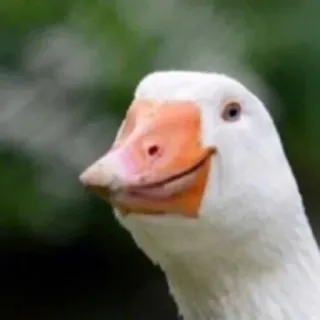 🙂 animal, goose, bird, cute, funny whatsapp sticker