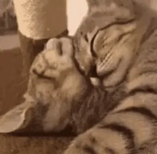 🤗 gatti, animali, animali domestici, animali da compagnia, felini telegram sticker