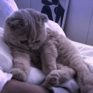 🤍 chat, scottish fold, animal, animal de compagnie, mignon, chat domestique, félin telegram sticker